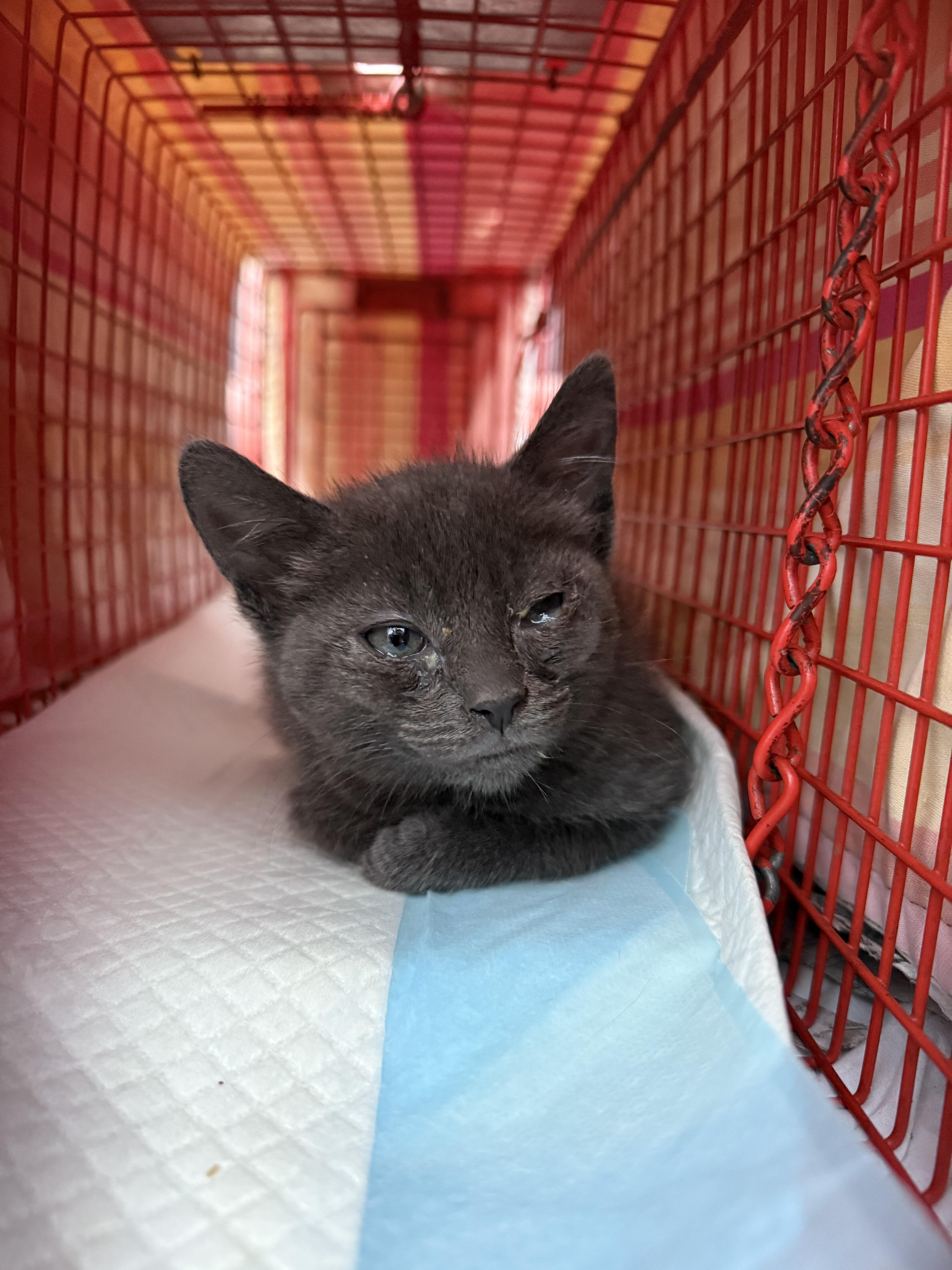 Campaign cover image for Kitty Bungalow General Donations