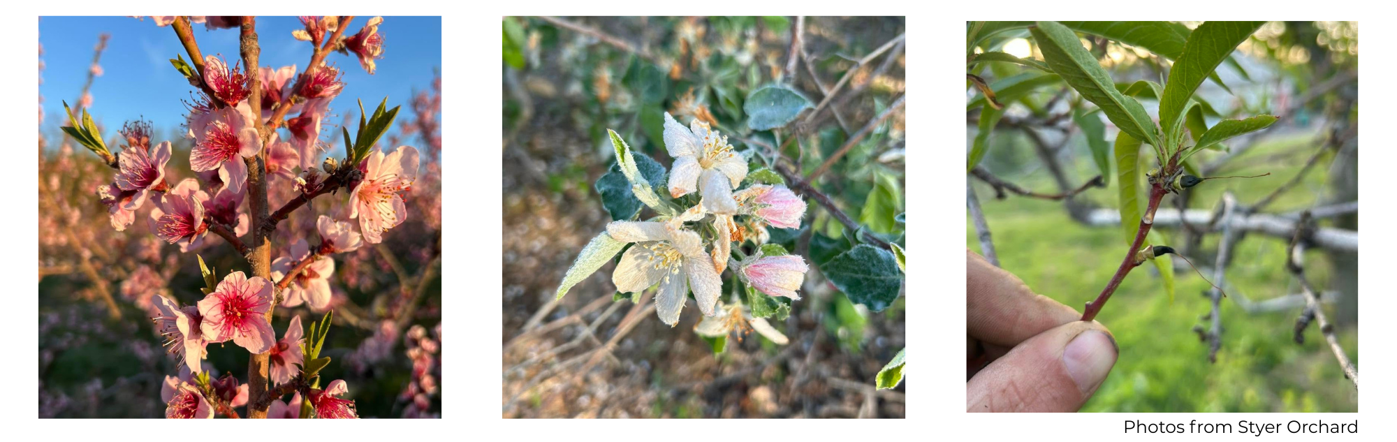 Campaign cover image for Support Bucks County Tree Fruit Farmers