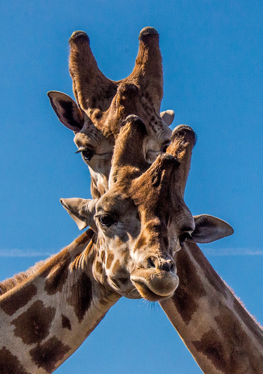 Campaign cover image for World Giraffe Day 2024