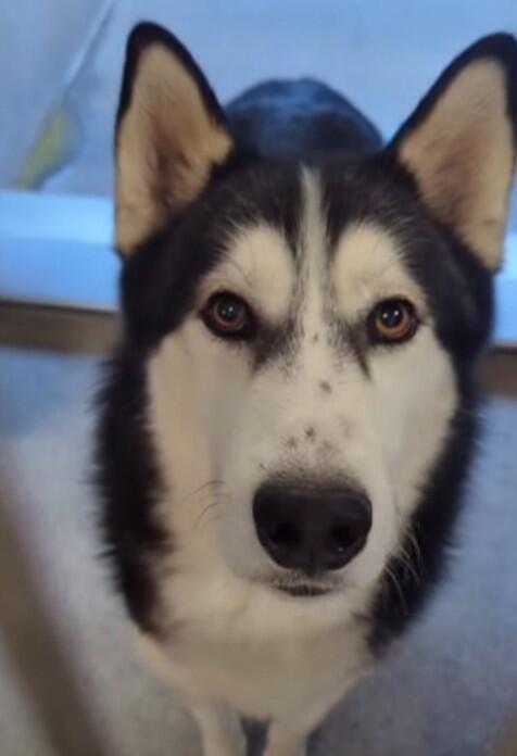 Campaign cover image for 💔 Lobo #A5722794 — Safe with Woof Tribe, But He Still Needs Us