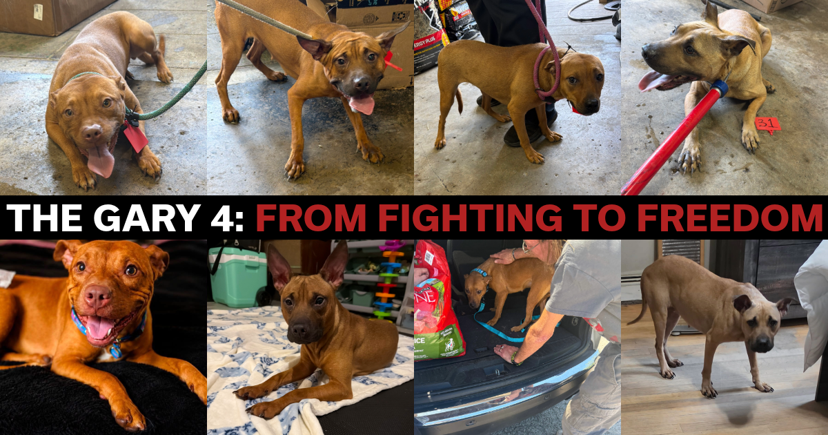 Campaign cover image for The Gary 4: From Fighting to Freedom
