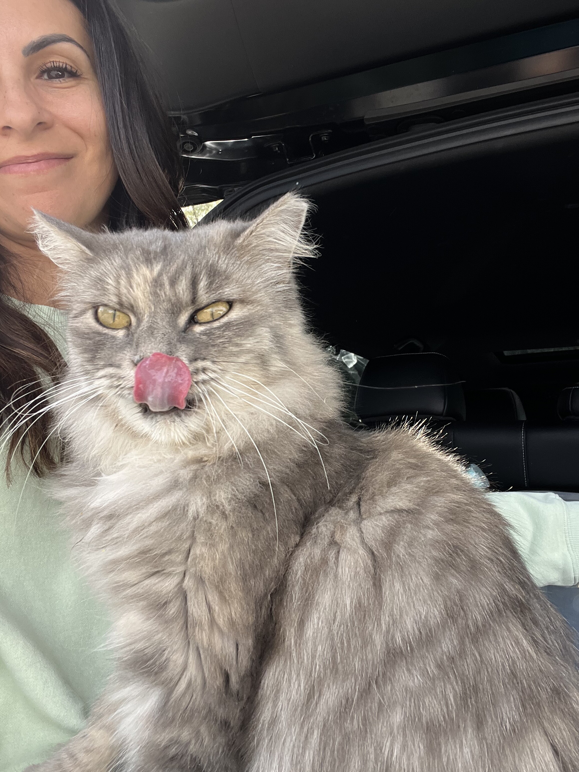 Campaign cover image for Donation Match: Help Us Care for Cats This Giving Tuesday