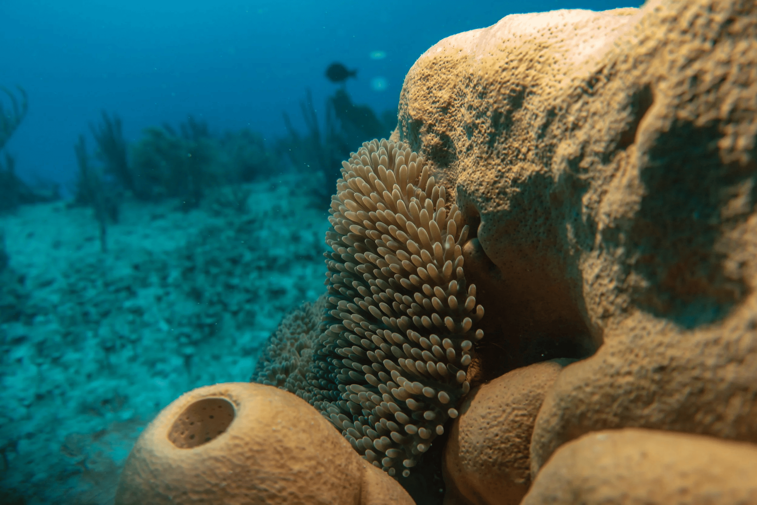 Campaign cover image for General Donation