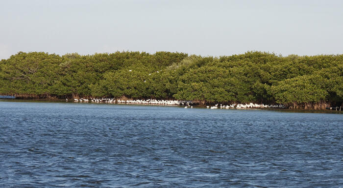 Campaign cover image for Pelican Island Sunset Cruise-March 21, 2026