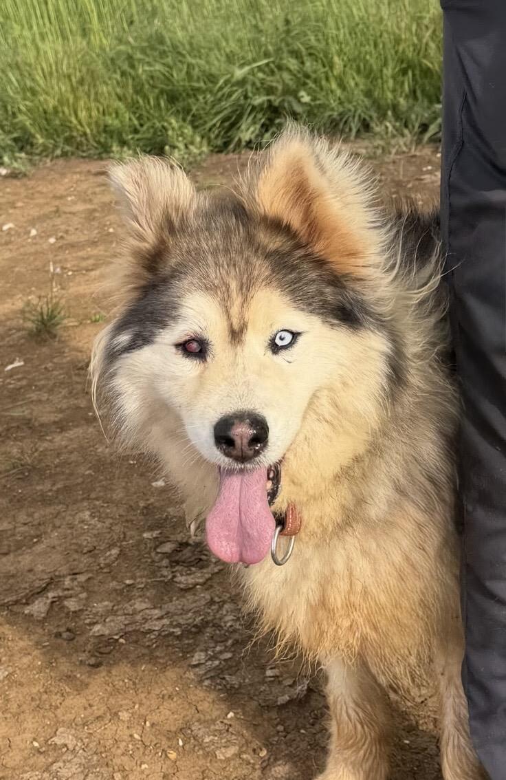 Campaign cover image for Help Bring Blue, a Sweet Senior Husky, to Our Rescue