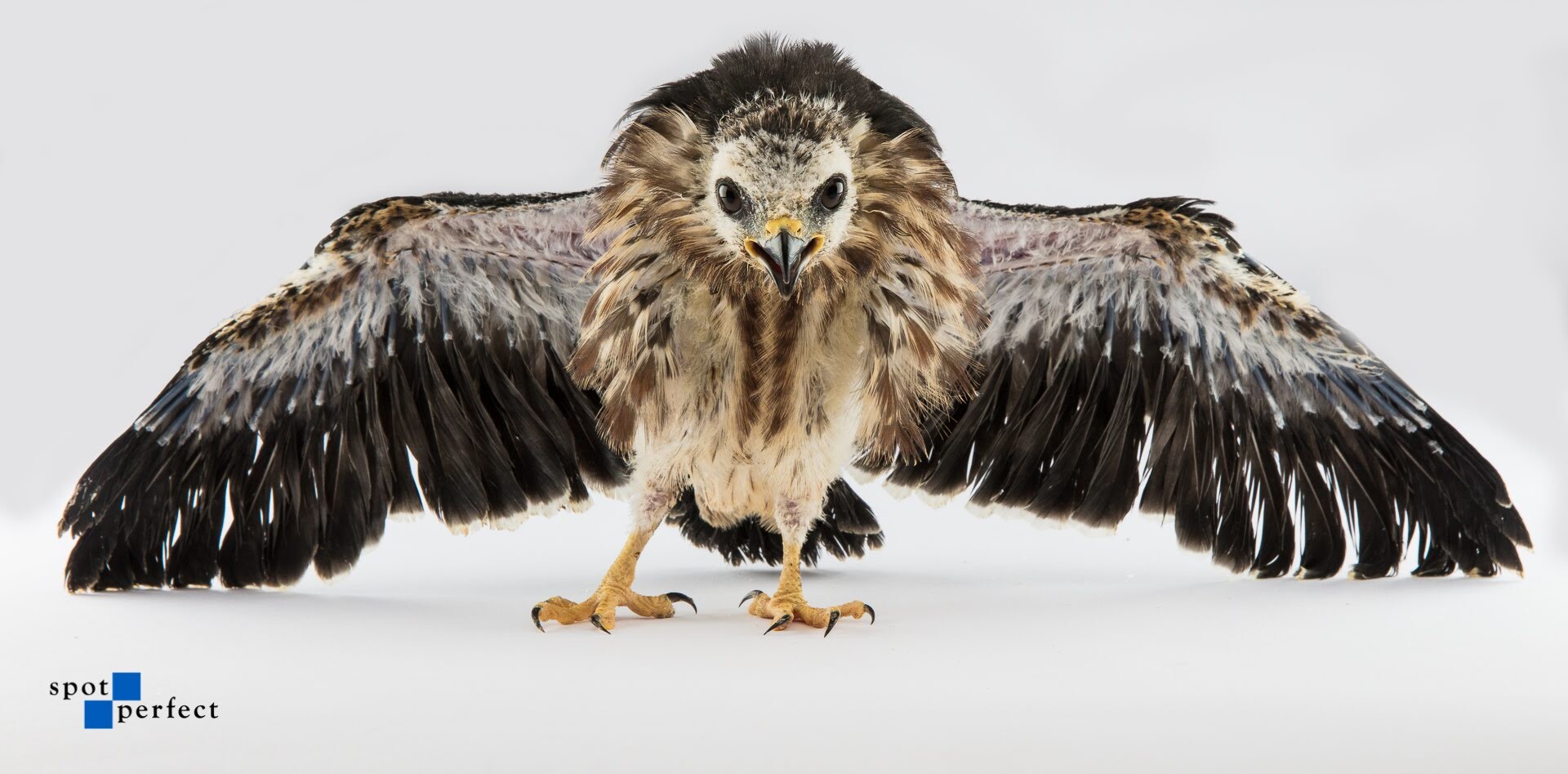 Campaign cover image for Giving Tuesday 2023