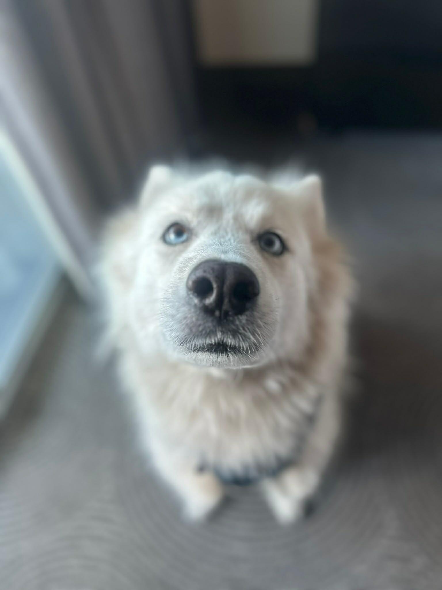 Campaign cover image for 🎗️🩺🐾 HALO’S CANCER STAGING 🩺🎗️