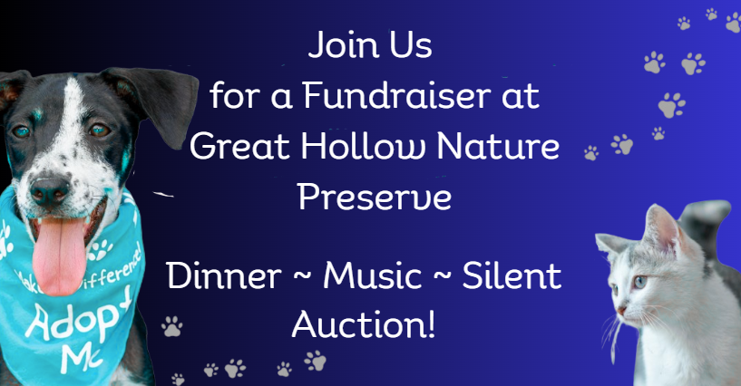 Campaign cover image for A Night Under the Stars