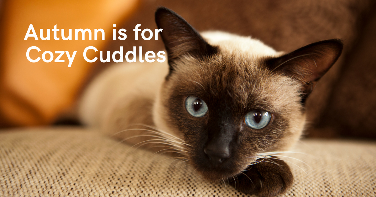 Campaign cover image for Fall 2025