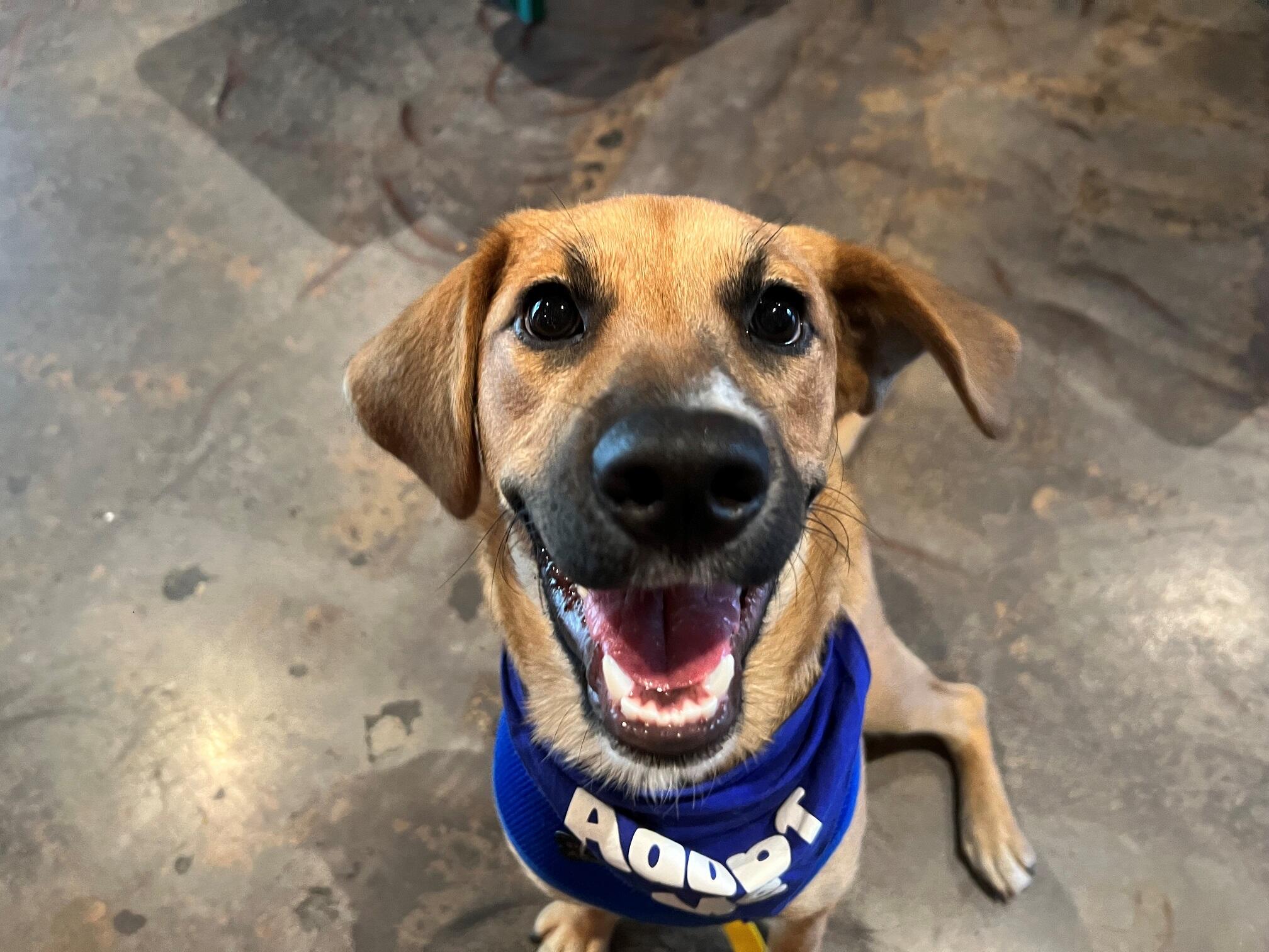 Campaign cover image for Life with a New Rescue Dog