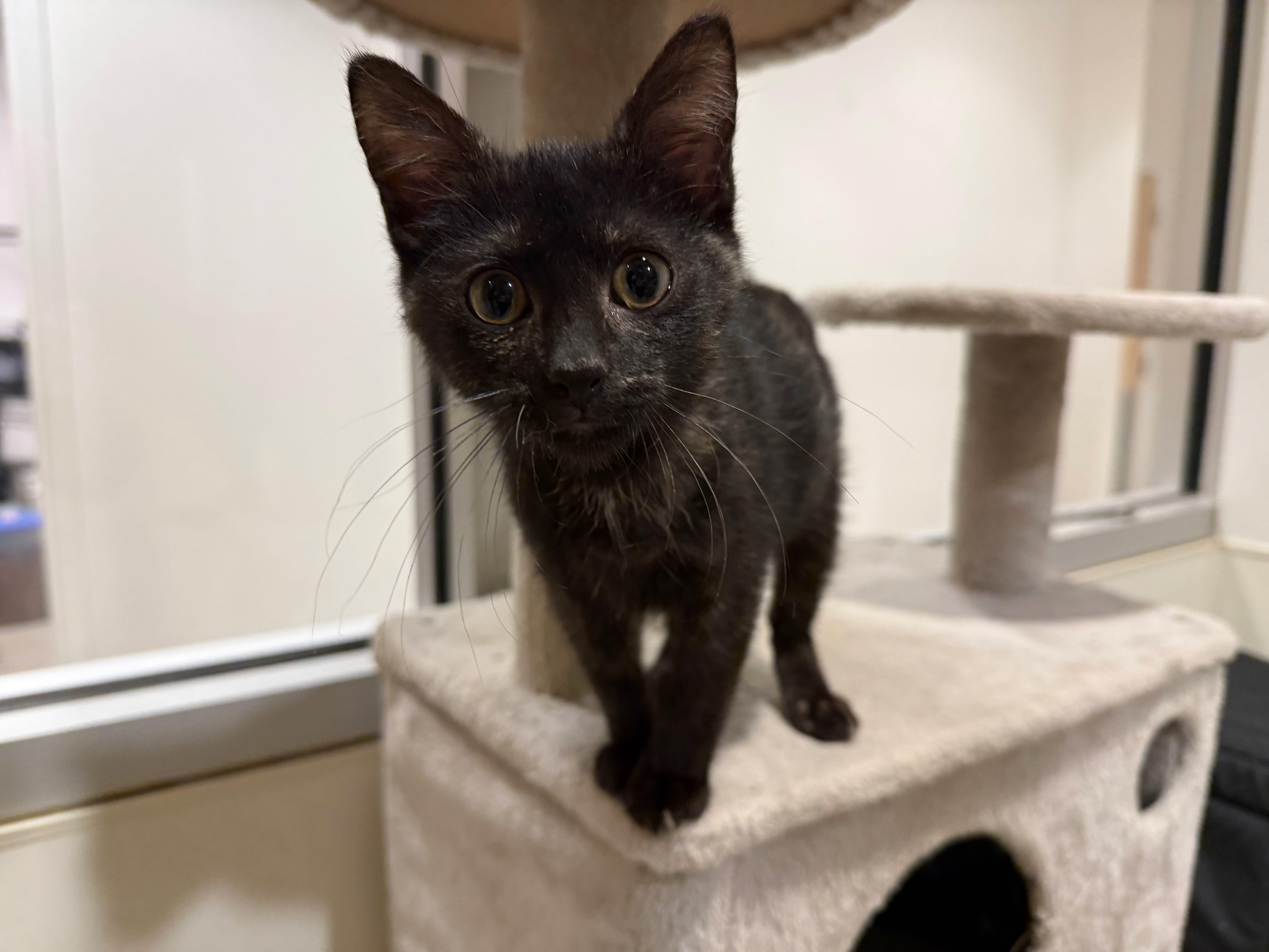 Campaign cover image for Harmony Heroes