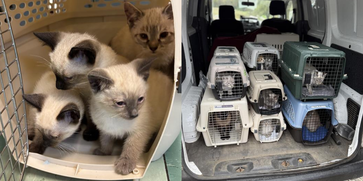 Campaign cover image for Large-Scale Cat Surrender Surgery Fund