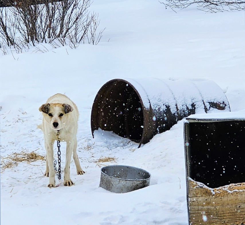 Campaign cover image for SPONSORS NEEDED FOR PUPPY $420