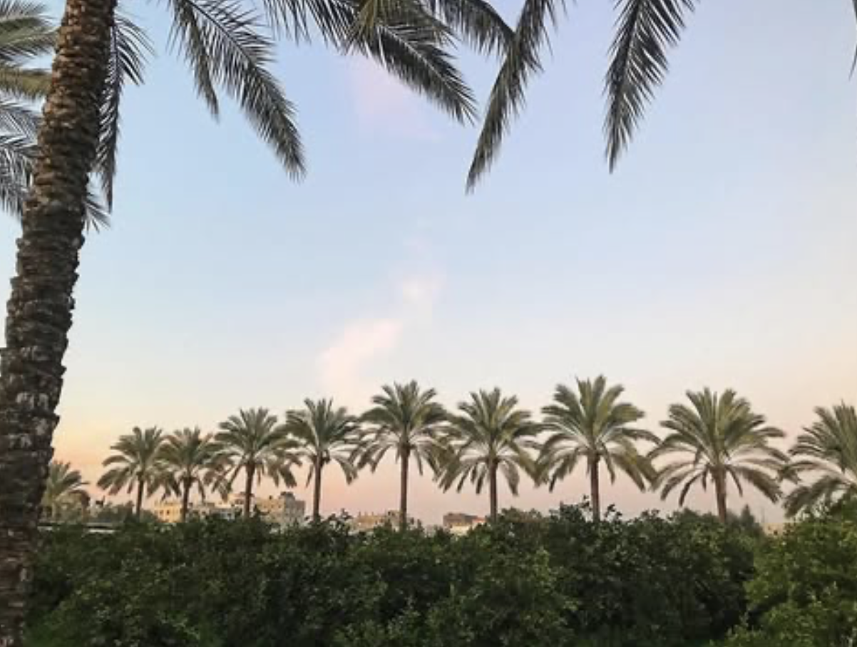 Campaign cover image for Support a Palestinian family in Gaza