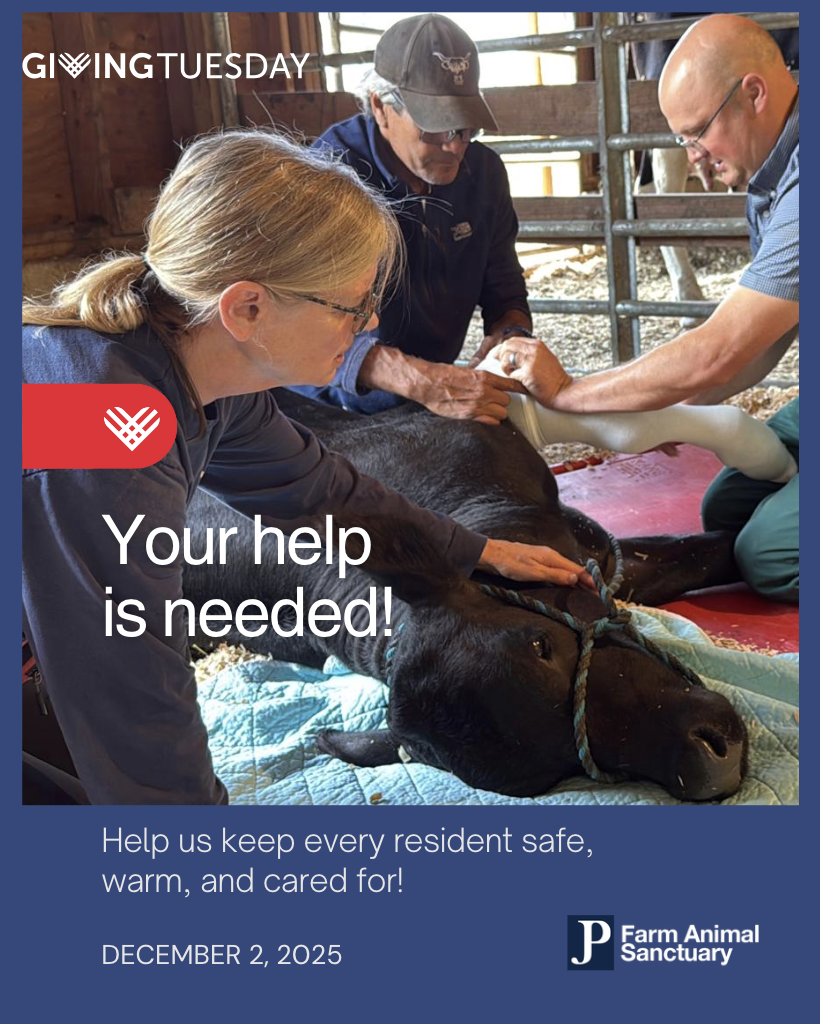 Campaign cover image for Giving Tuesday for JP Farm Animal Sanctuary ❤️