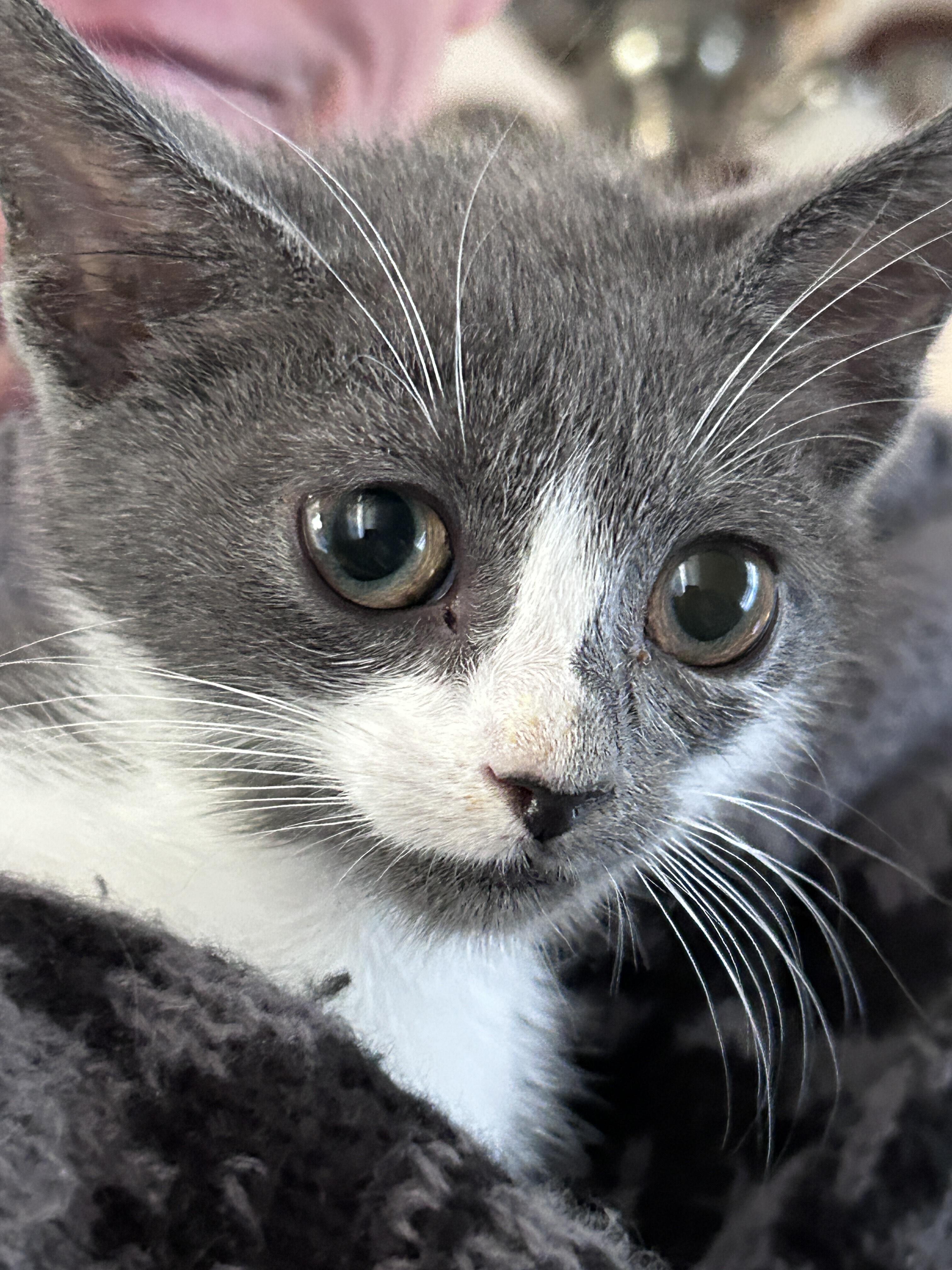 Campaign cover image for Joey Needs Some Special Veterinary Care, Possibly Surgery.  Please help.