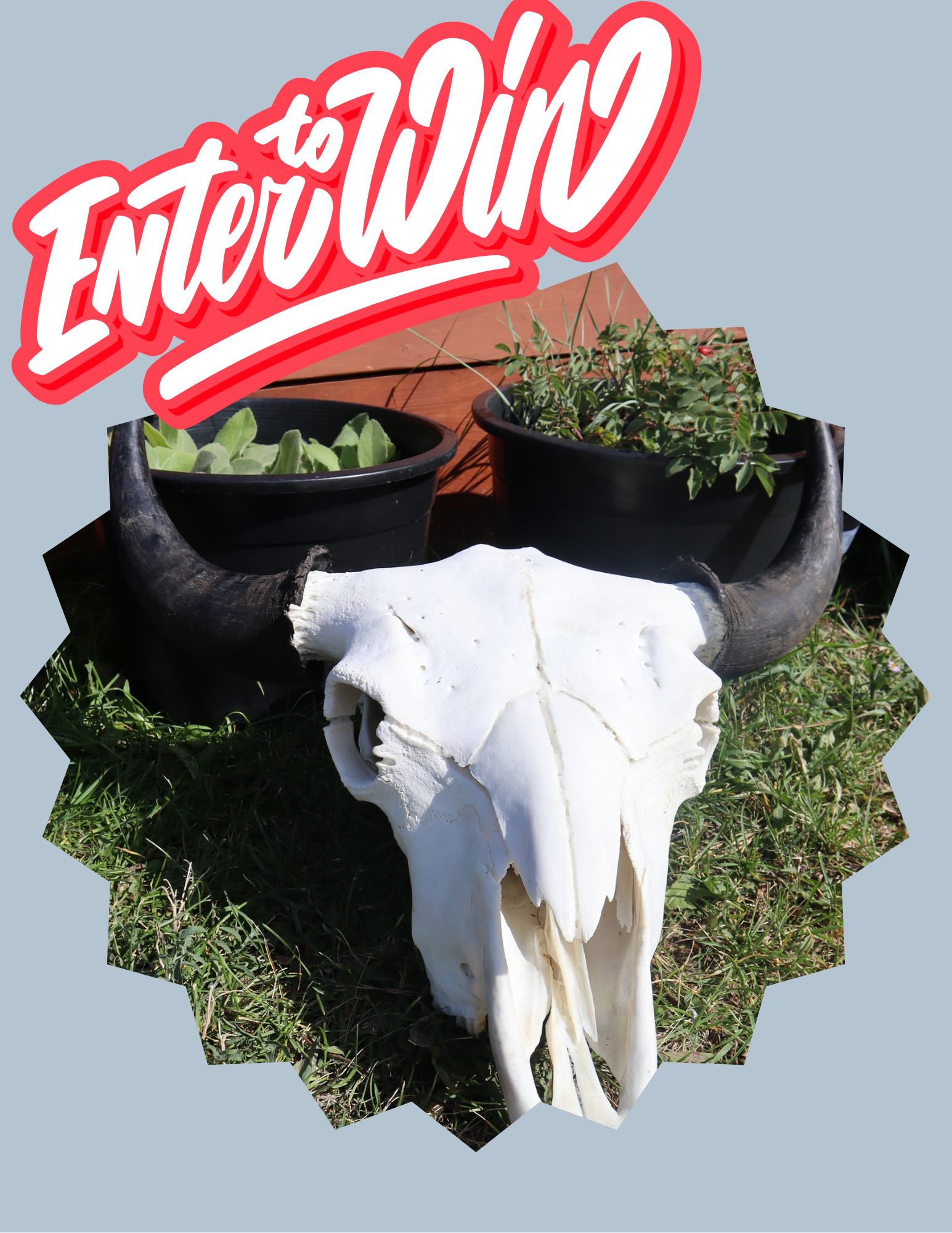 Campaign cover image for WIN~ Buffalo Skull