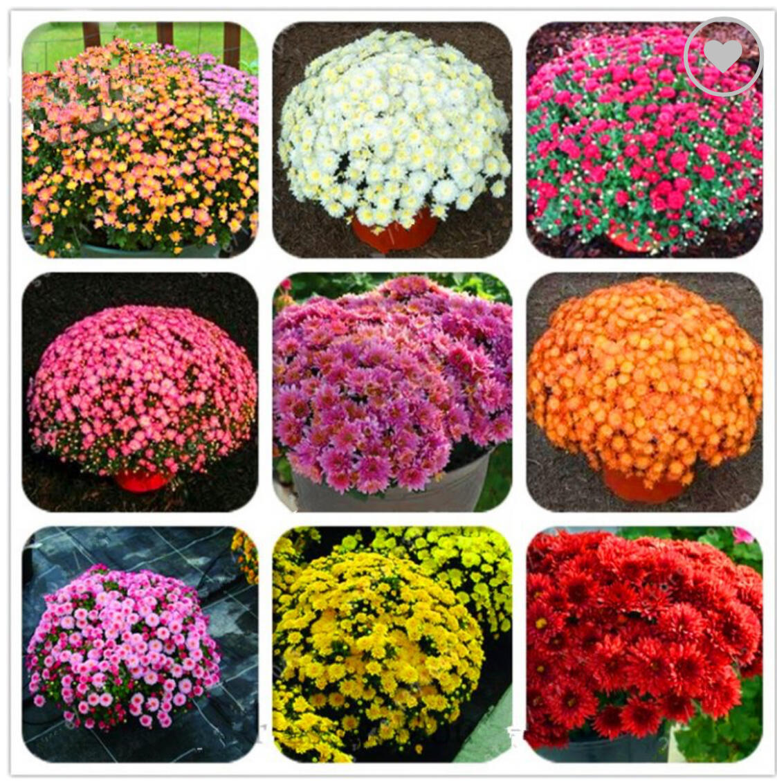 Campaign cover image for Fall Mums fundraiser 2025