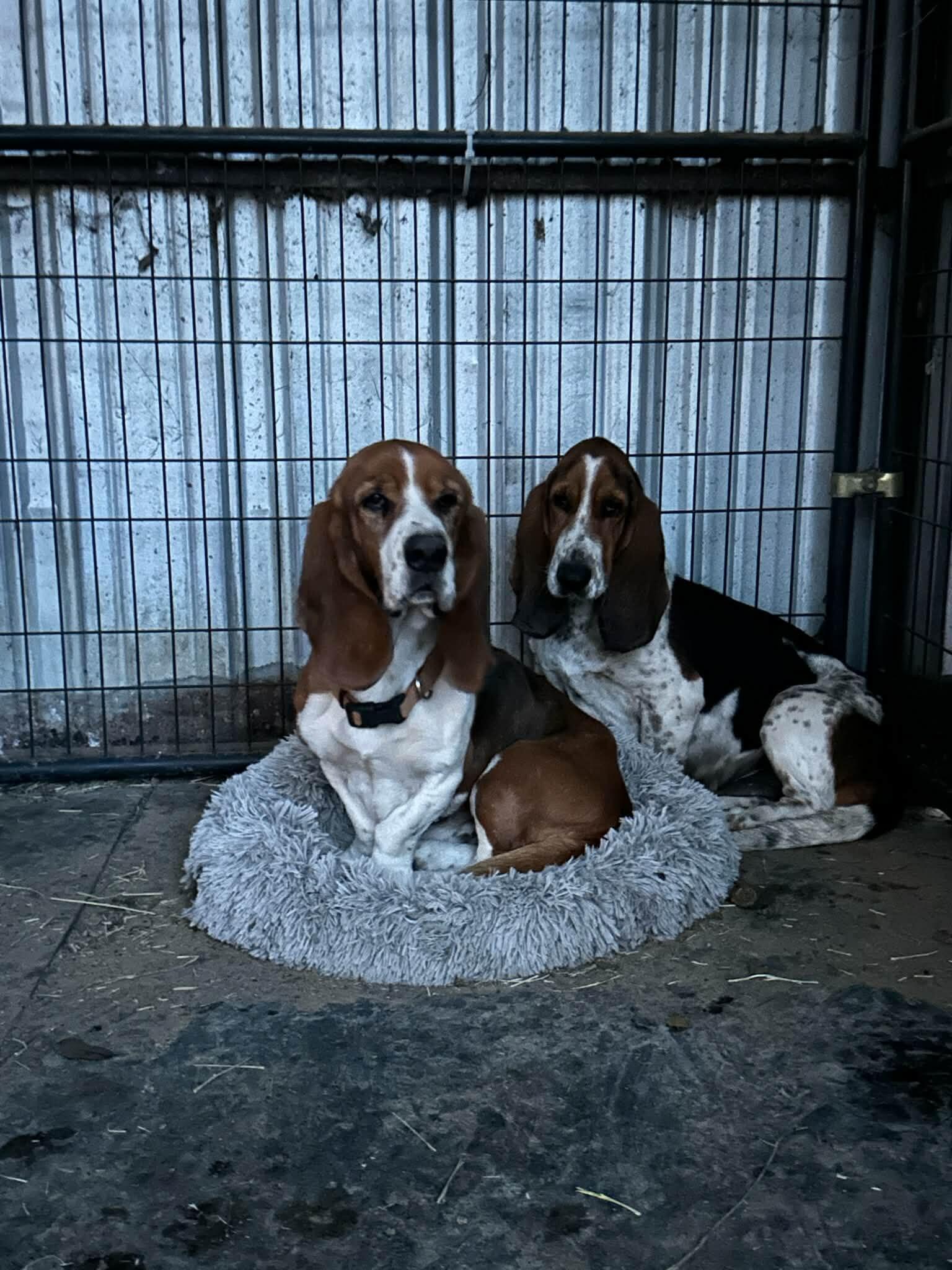 Campaign cover for Healing Hearts for Nellie & Lewis