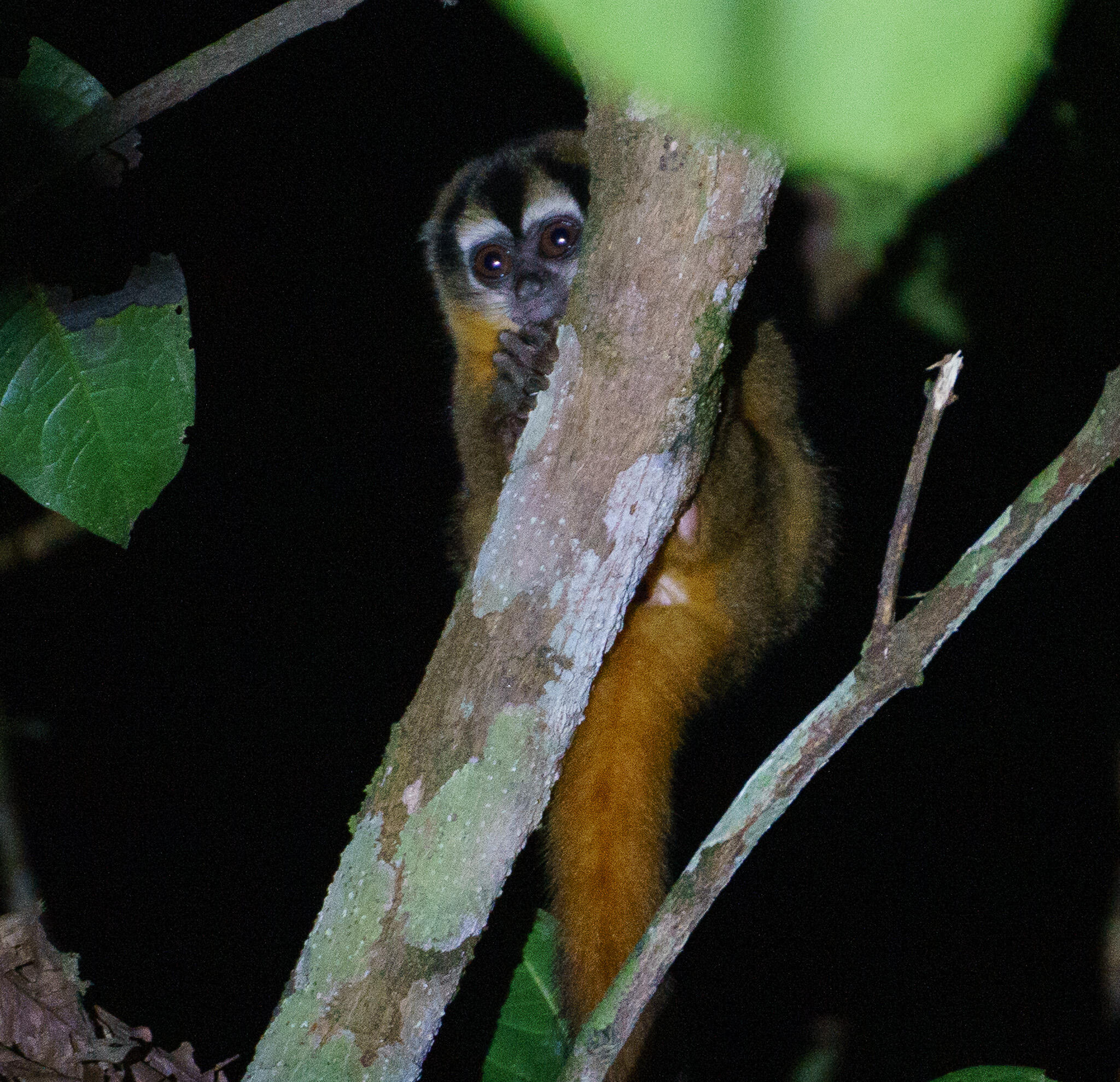 Campaign cover image for Help Protect the Amazon with AMSG