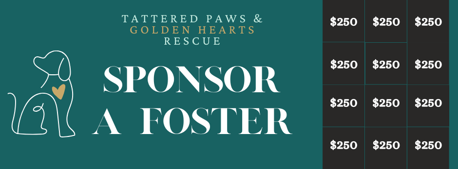 Campaign cover image for Sponsor a Foster #5