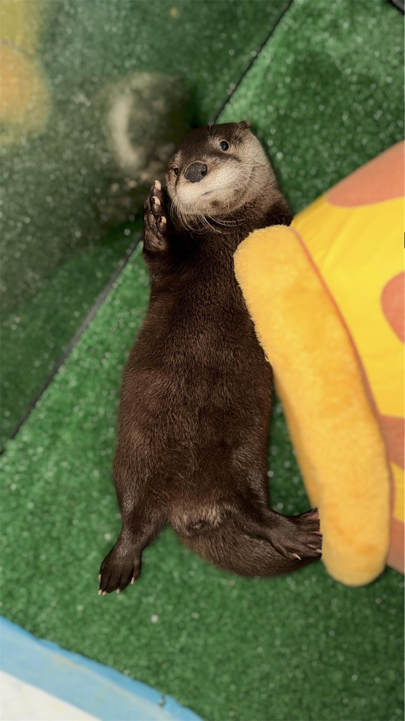 Campaign cover image for Bindi’s Healing Habitat