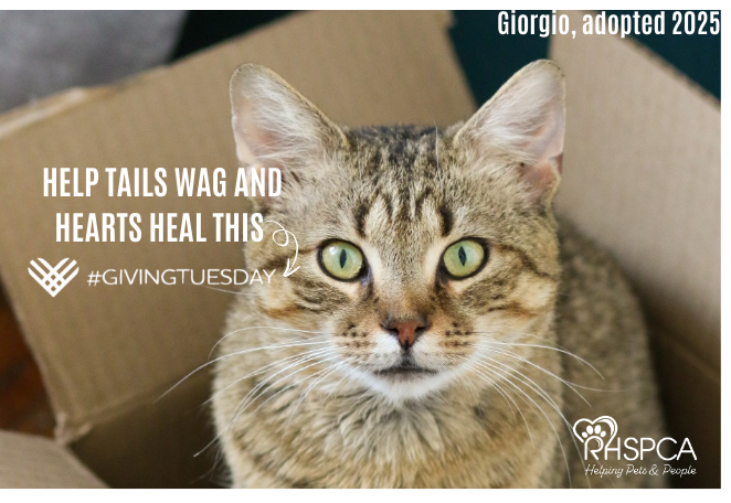 Campaign cover image for Giving Tuesday 2025