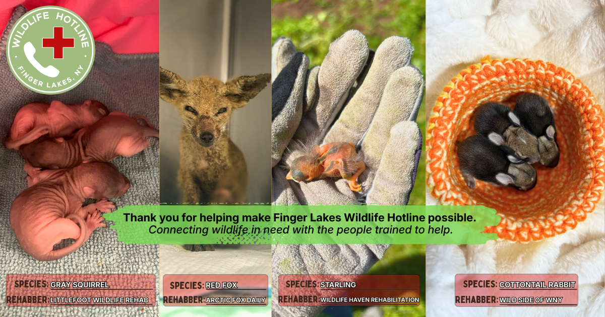 Campaign cover image for Finger Lakes Wildlife Hotline