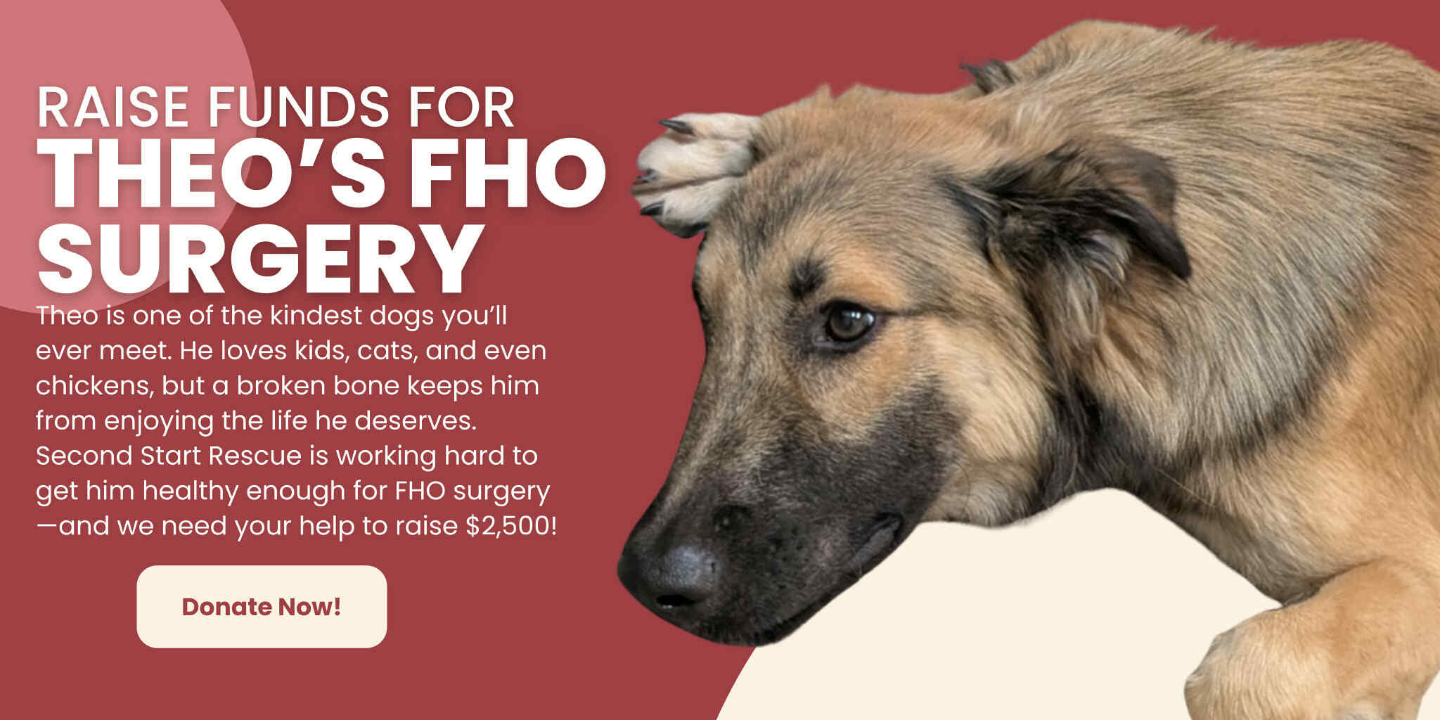 Campaign cover image for Theo Needs Your Help!