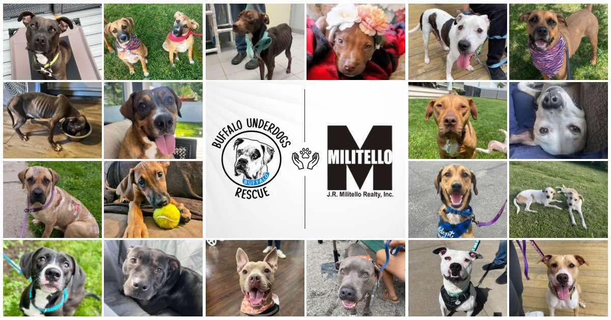 Campaign cover image for Militello Realty Fundraiser benefitting Buffalo Underdogs Rescue