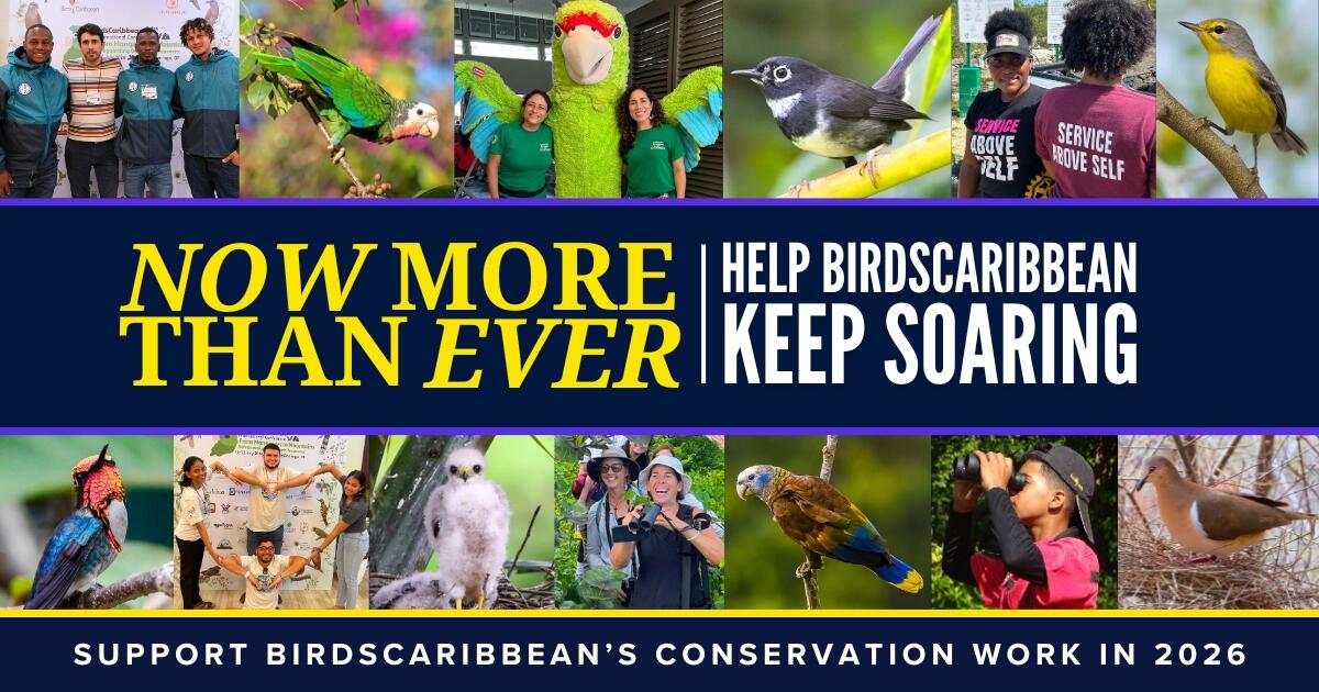 Campaign cover image for Keep BirdsCaribbean Soaring!