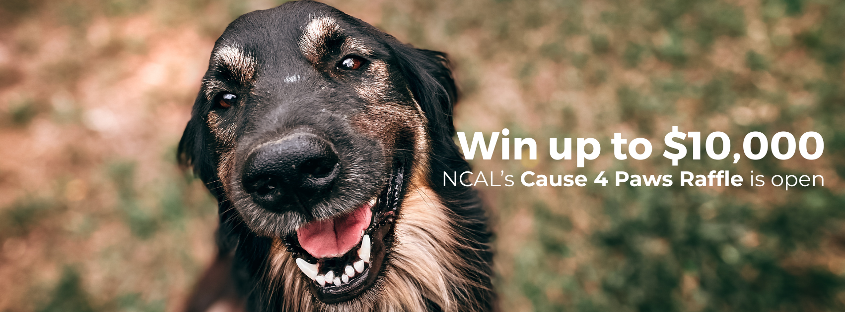 Campaign cover image for NCAL's 2025 Cause for Paws Raffle