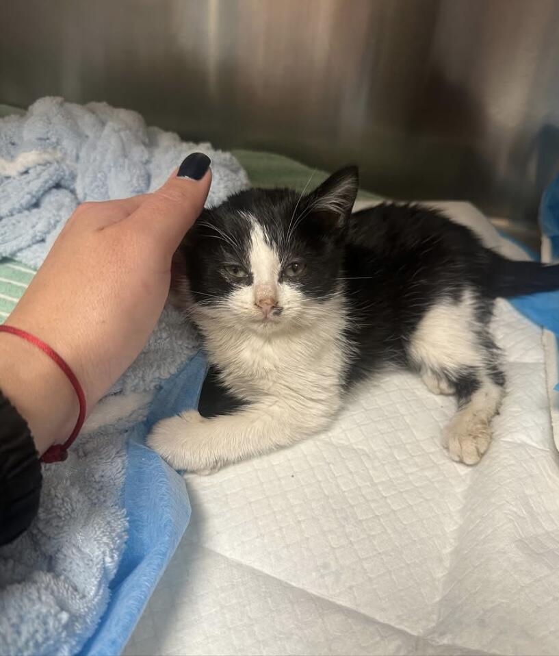 Campaign cover image for 💔 Medical Fundraiser for PupStarz Rescue 💔