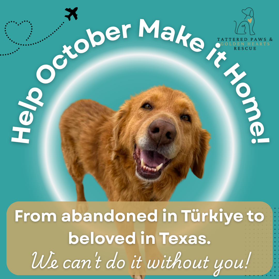 Campaign cover image for Help October Make it Home!