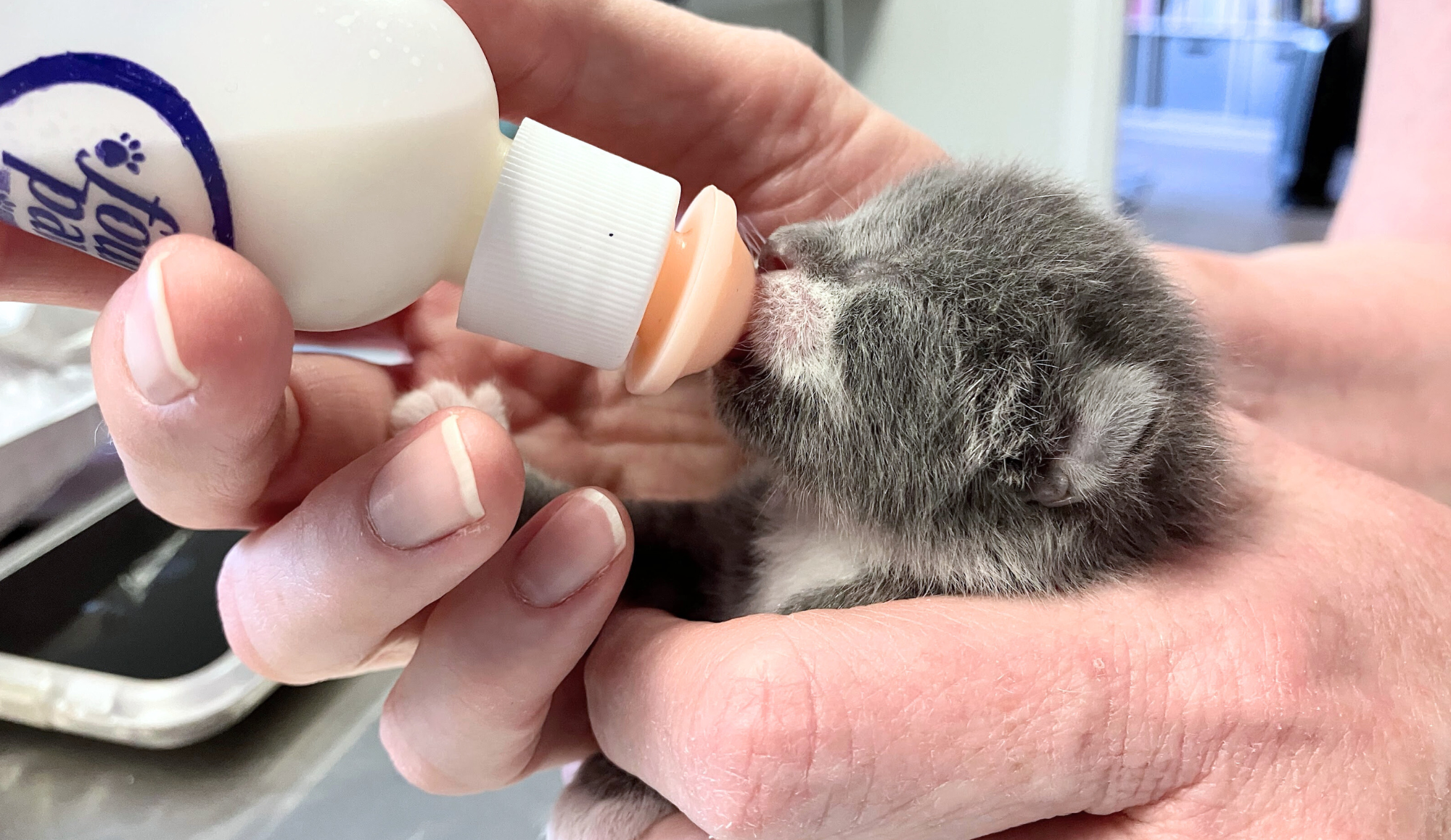 Campaign cover image for Webinar: Bottle Baby Basics