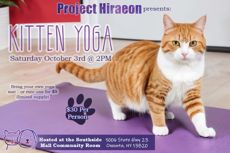 Campaign cover image for Project Hiraeon's Kitten Yoga