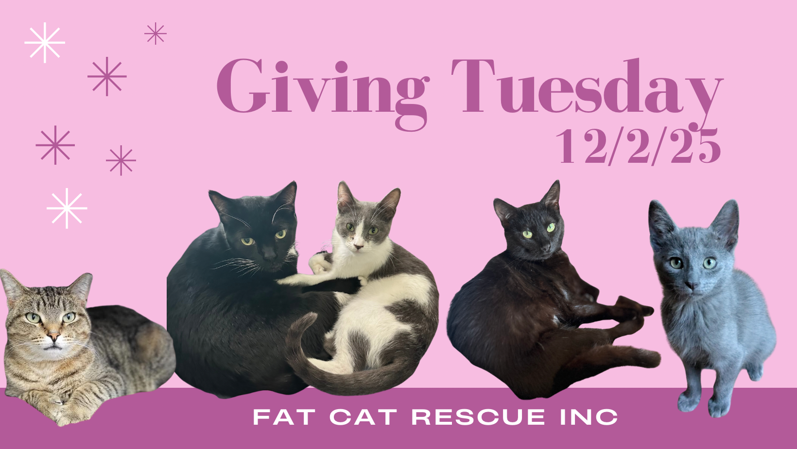 Campaign cover image for Donate to Fat Cat Rescue!