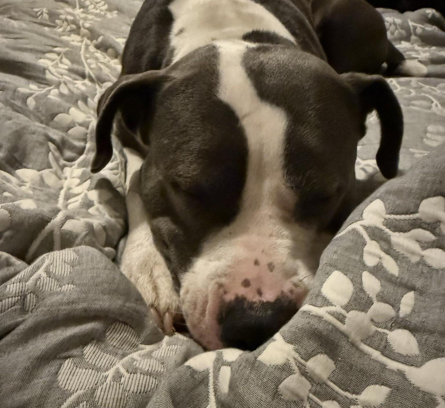 Campaign cover image for Help Lucy Heal