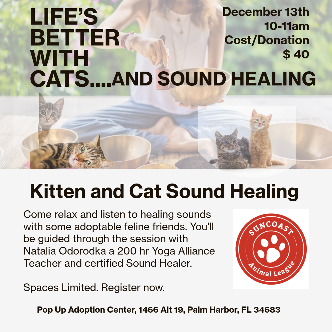 Campaign cover image for Kitten and Cat Sound Healing Event - Canceled