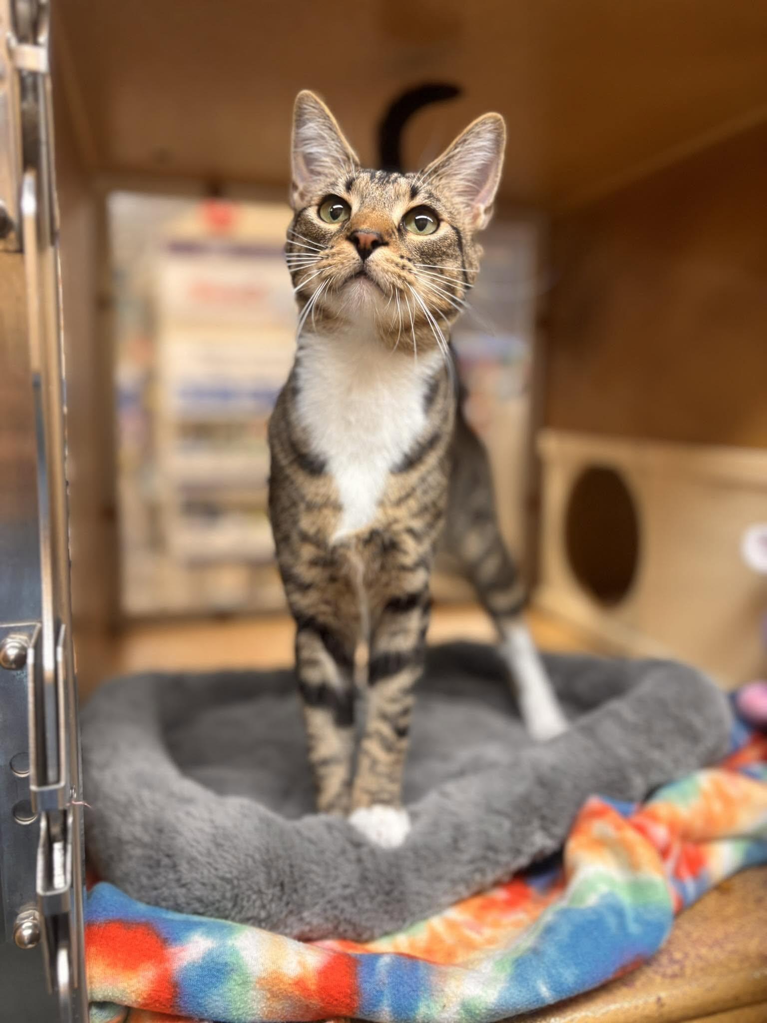 Campaign cover for Help Us Build a Better Future for Cats in South Jersey