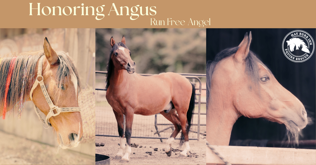 Campaign cover image for A Final Farewell for Angus: Helping Hay Burr Inn with End-of-Life Costs