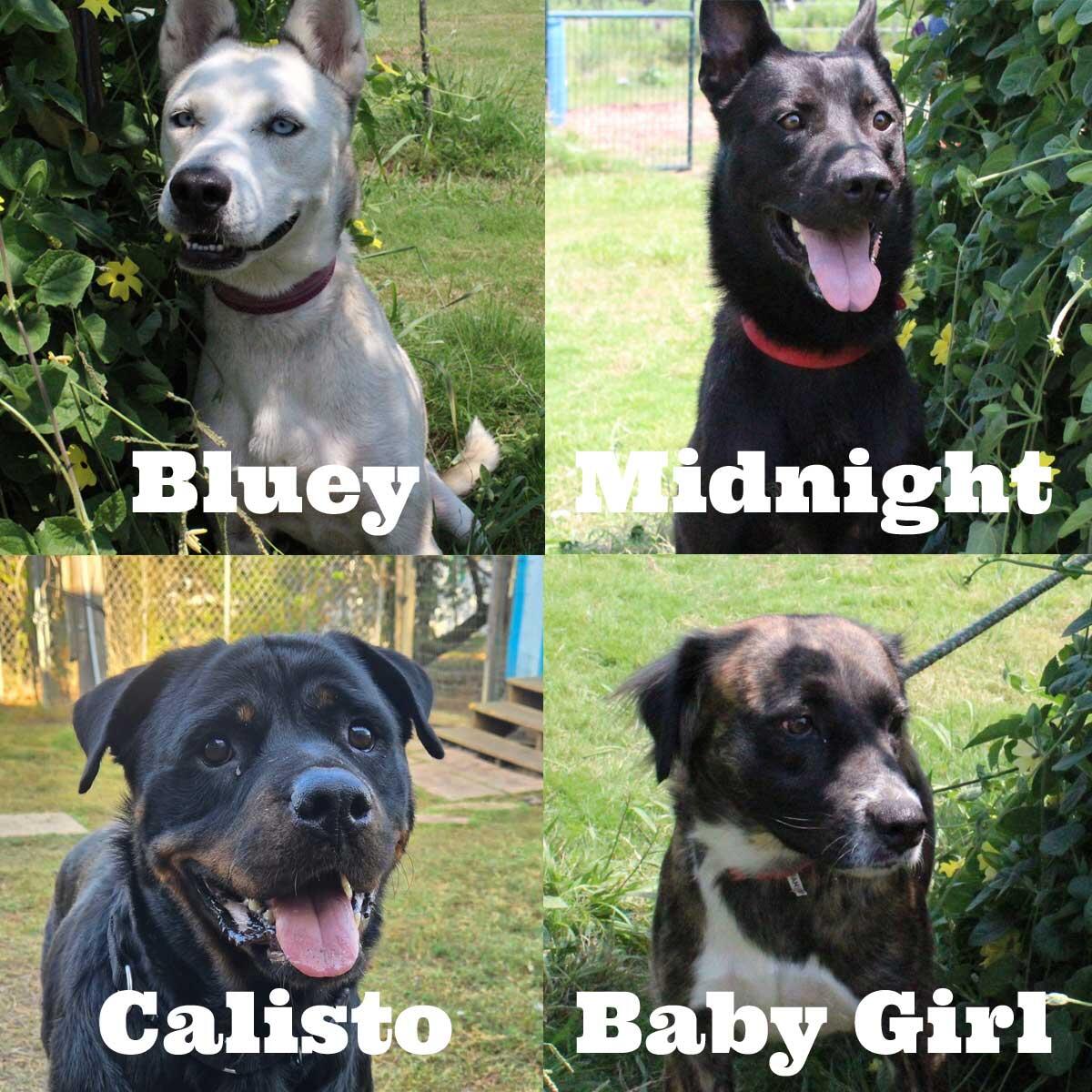 Campaign cover image for 4 Dogs, 4k: Help us Beat Heartworms