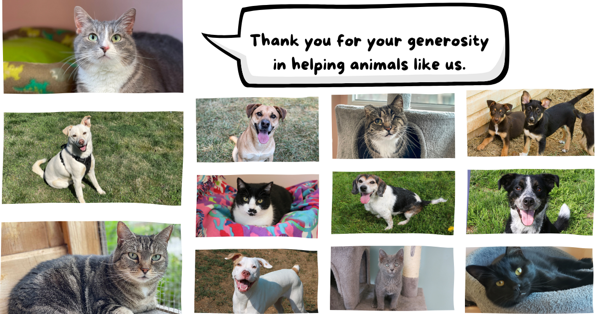 PAWSforYouDMLink