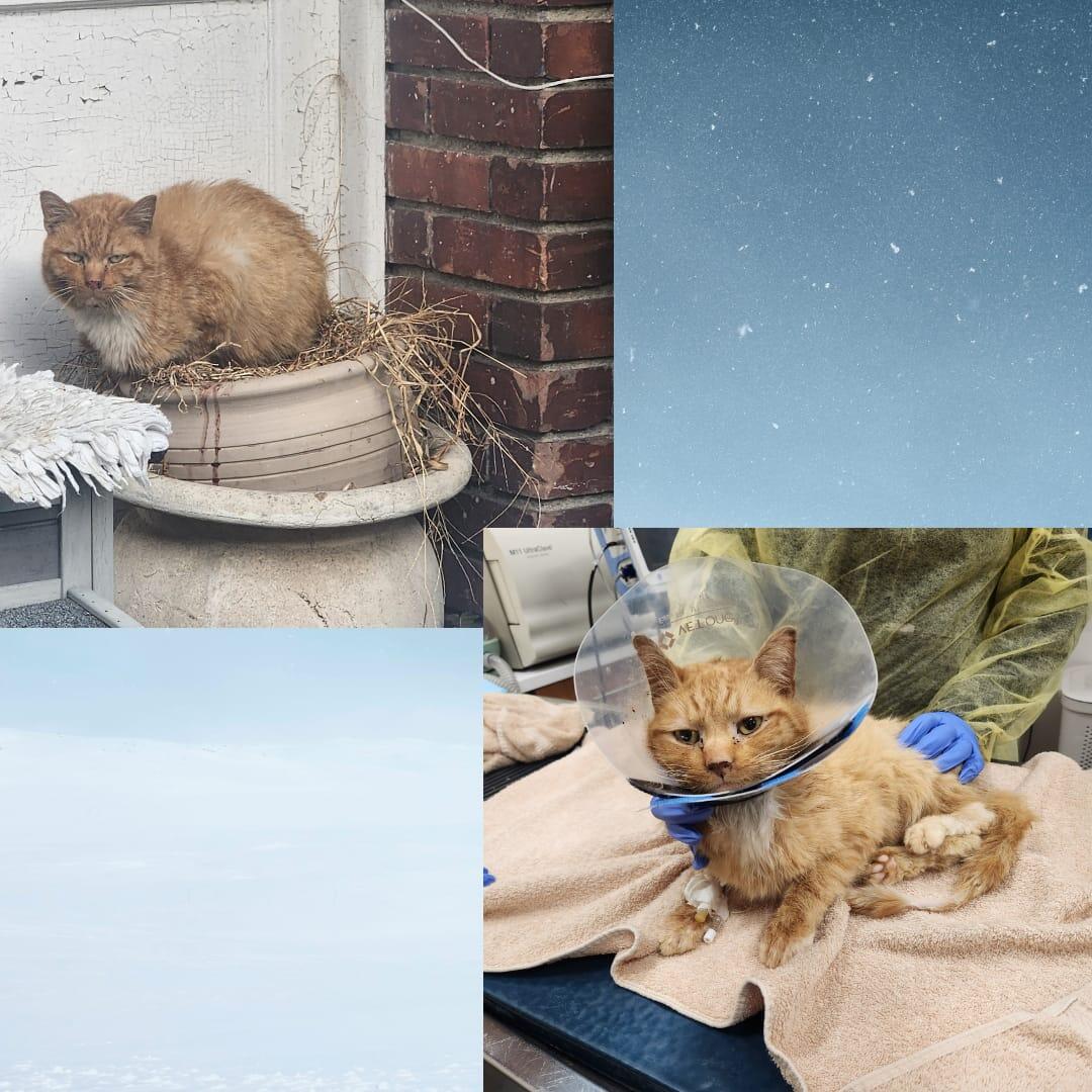 Campaign cover image for 🧡 Help Ed Purran - Emergency Vet Care Needed