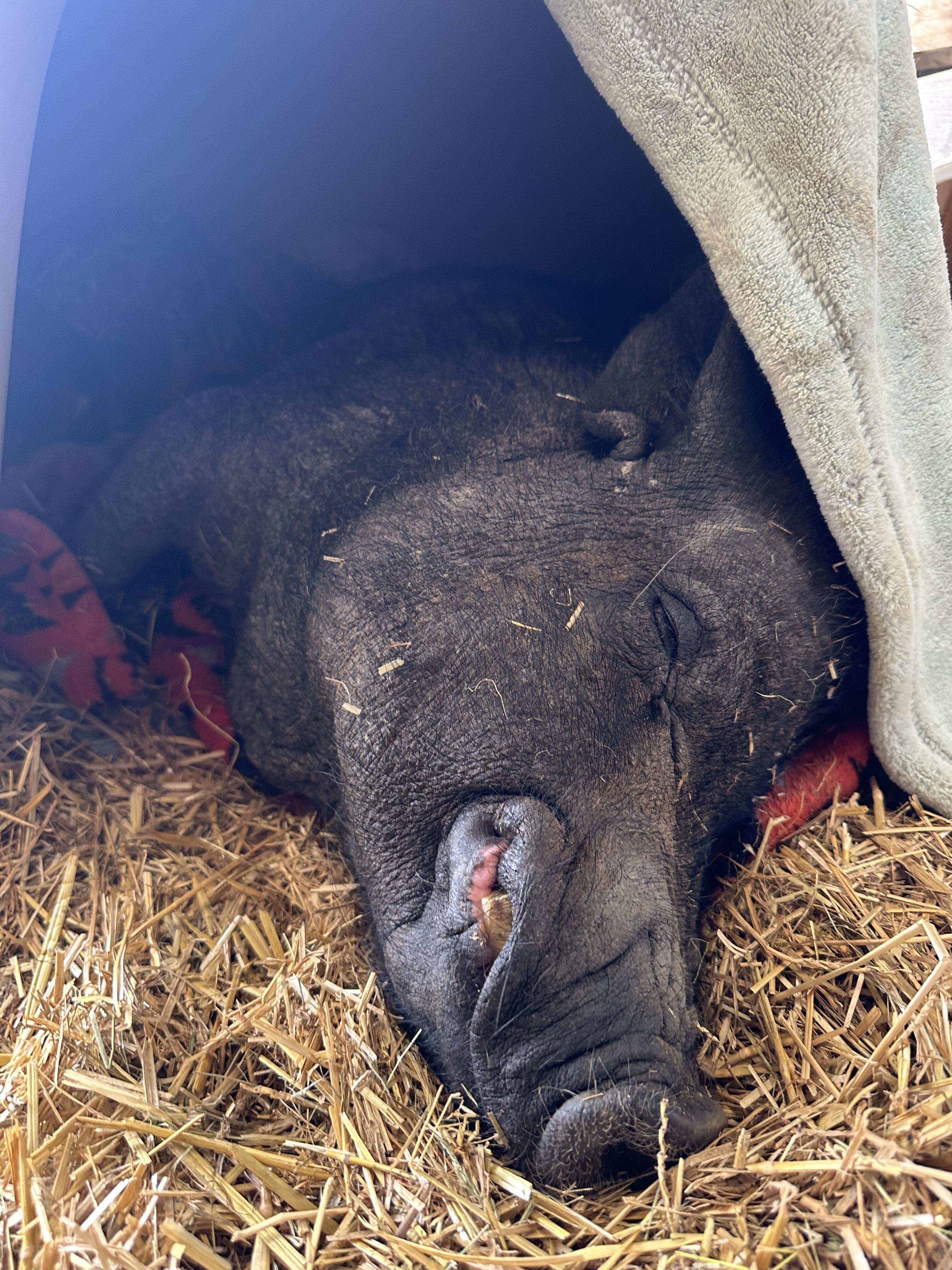 Campaign cover image for Snout Sponsor: Bo