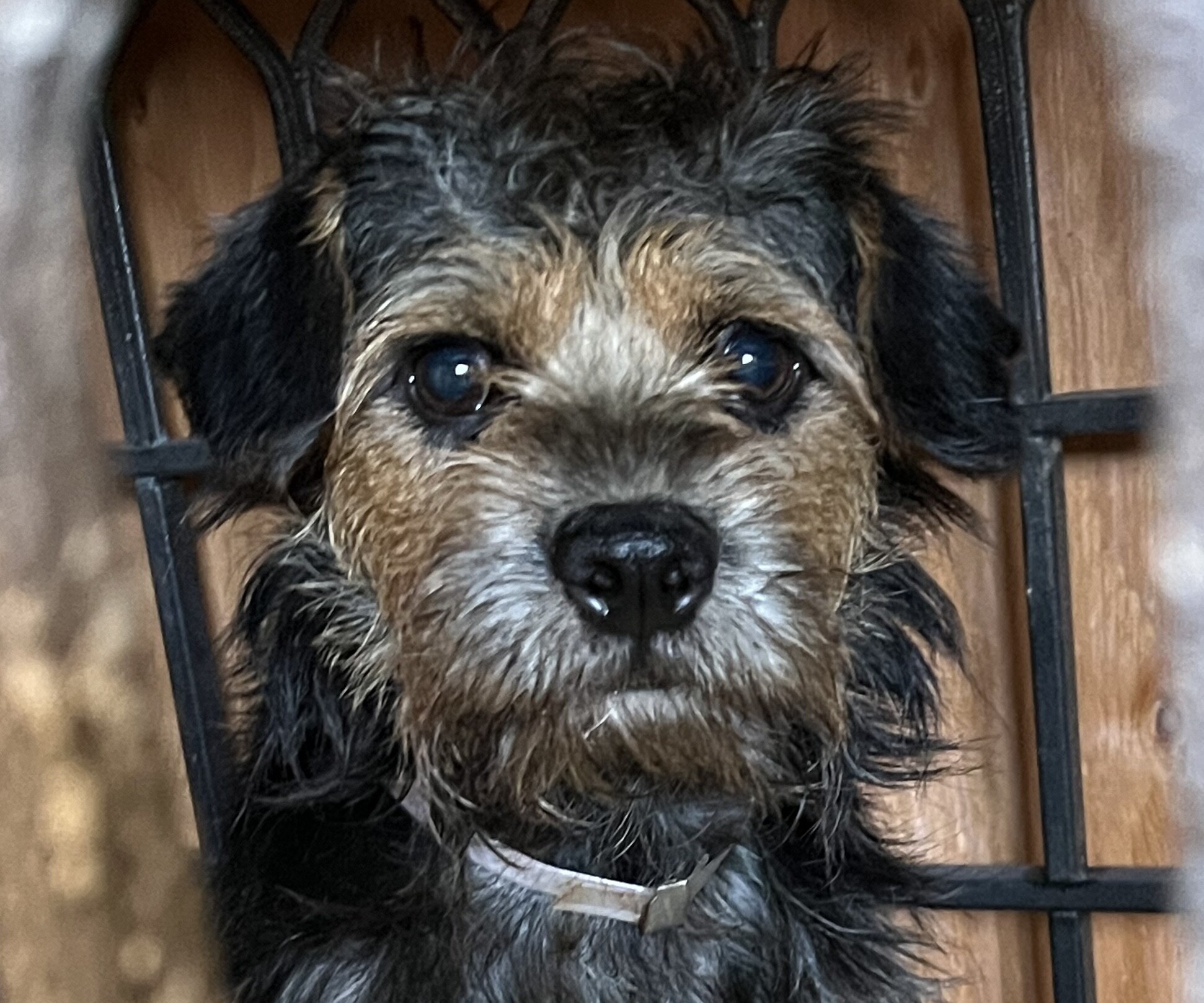 Pups Rescue Help Donate to The Rescued Pup