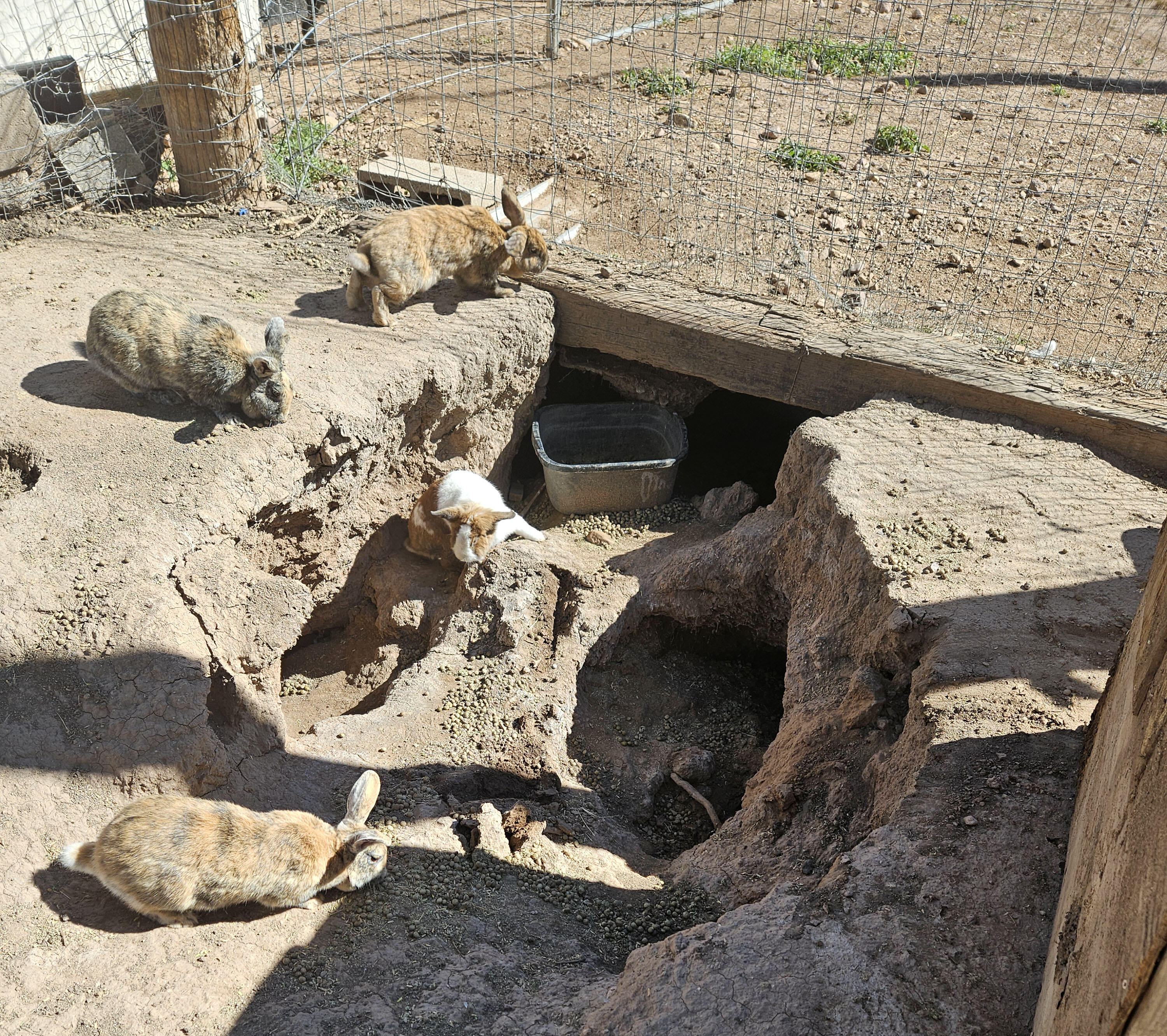 Campaign cover image for 🚨 Emergency Rabbit Habitat Rebuild — Help Needed!