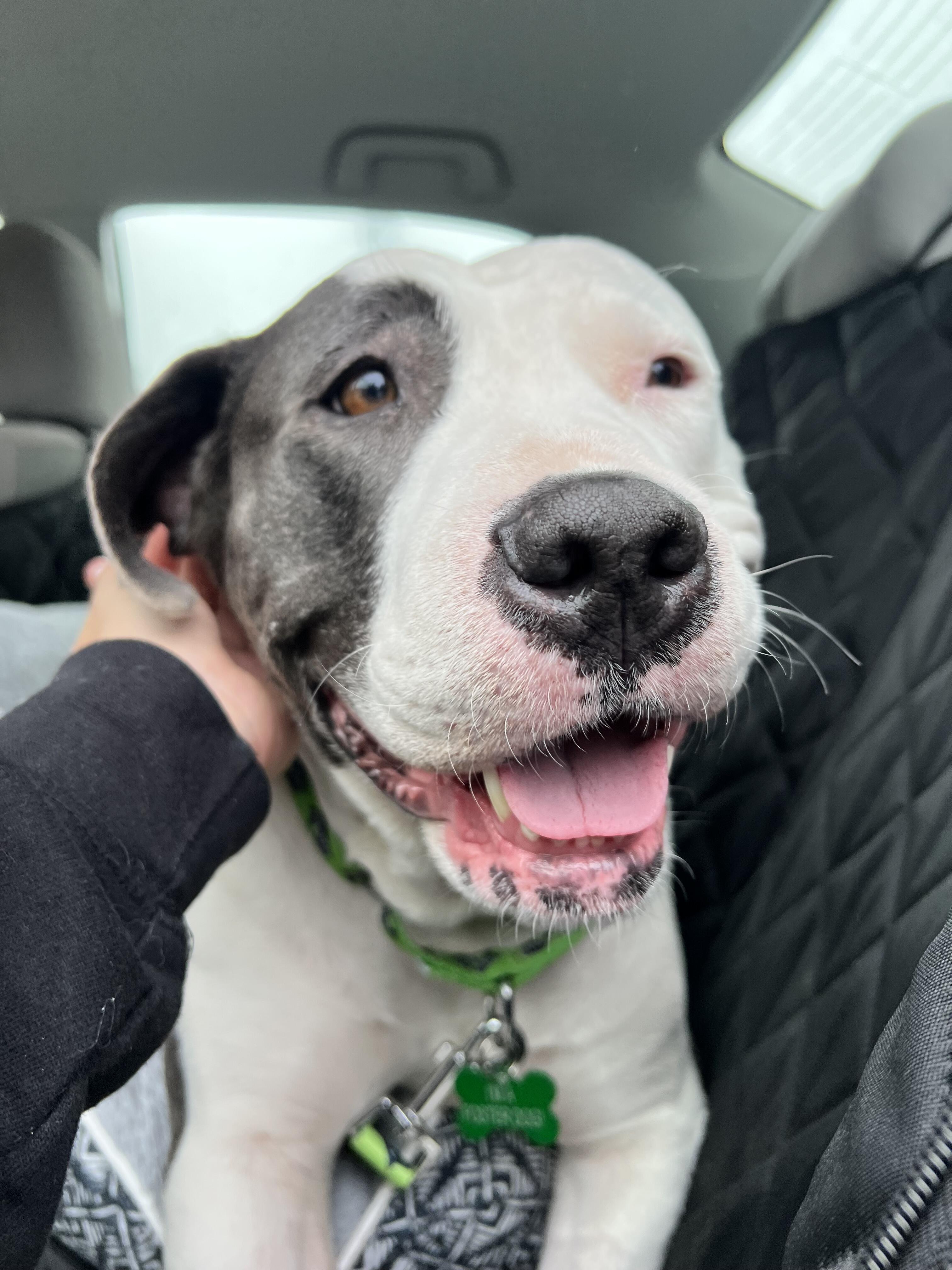 Campaign cover image for 100 Days to Home: Saint's Journey Continues!