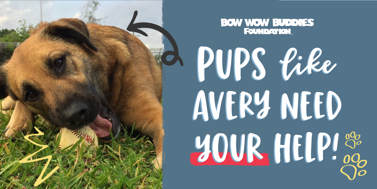Campaign cover image for Bow Wow Buddies Foundation