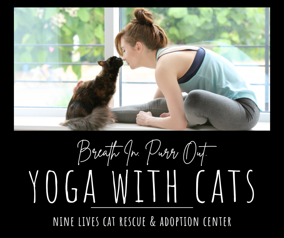 Campaign cover image for Yoga With Cats